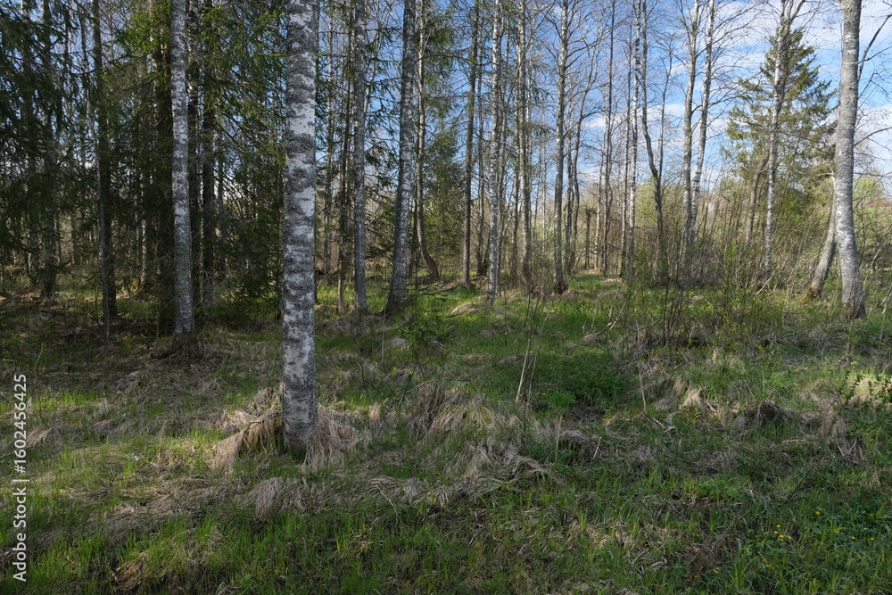 birch trees in the forest