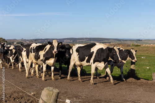 Wallpaper Mural Holstein cattle, Friesian cattle Torontodigital.ca