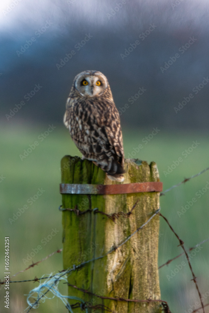 Obraz premium Hibou des marais, Hibou brachyote, Asio flammeus, Short eared Owl, region Pays de Loire; marais Breton; 85, Vendée, Loire Atlantique, France