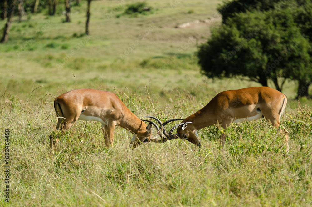 Fototapeta premium impala, male, combat, Aepyceros melampus, Afrique de l'Est
