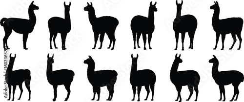 Llama silhouette vector set in side view, South American camelid design, farm animal shape for textile, graphic, and decor