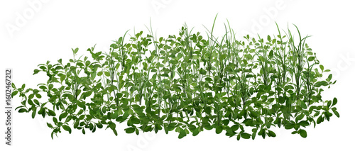 green grass isolated on white/Leaves, grass, and natural greenery in vibrant plant foliage.
