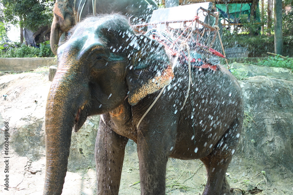 Fototapeta premium An Asian elephant being sprayed with water on a hot day. The animal is saddled for rides and appears to be cooling down at a sanctuary or tourist site.