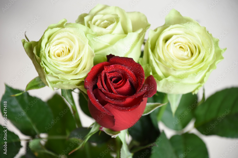 Fototapeta premium 赤と緑のばら