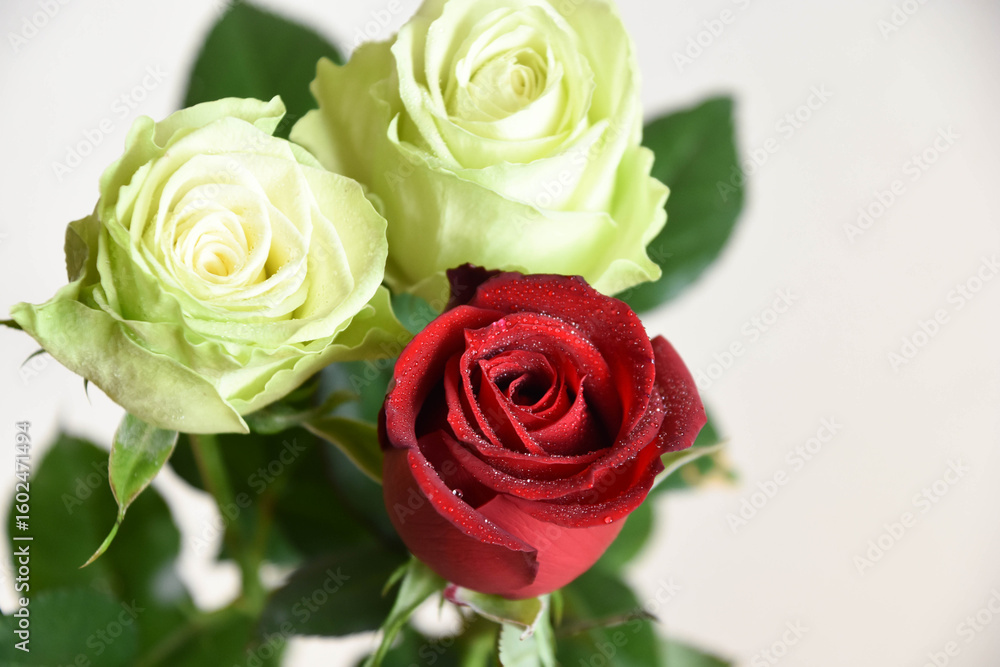 Fototapeta premium 赤と緑のばら