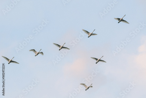 Canvas Print Trumpeter Swans flying in a v formation in Skagit Valley
