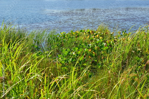Grass and water. Marsh whitefly.