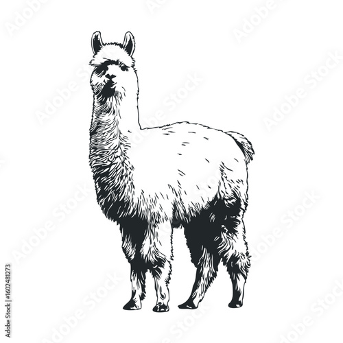 Hand-drawn llama illustration on white background