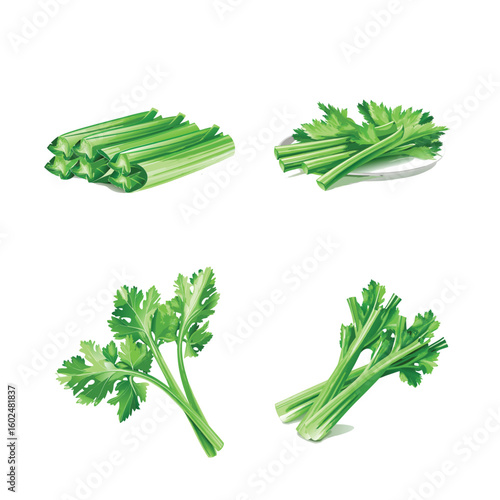 3d celery salad leaves vector