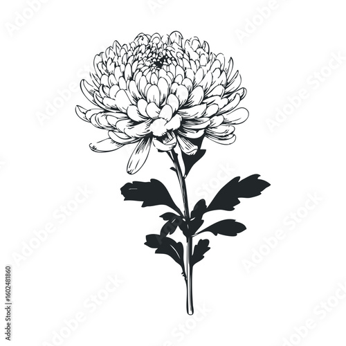 Intricate black and white chrysanthemum illustration with detailed petals and leaves