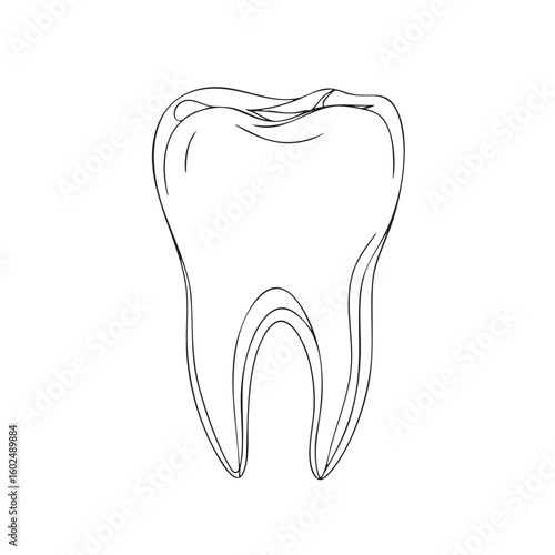 Anatomical tooth drawing with root structure dental anatomy