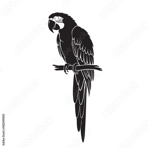 Black parrot perched on a branch bird