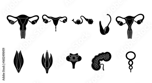 Female reproductive system diagrams showcasing various stages and components.