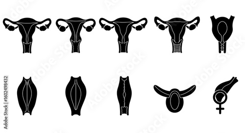 Black and white anatomical illustrations of female reproductive system organs, showing different views.