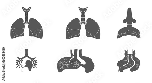 Anatomical diagrams of the human respiratory system, showing different views and details of the lungs and airways.