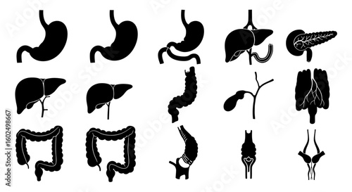 Silhouette illustrations of various human organs, including stomach, liver, pancreas, and intestines.