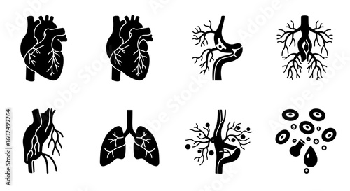 Black silhouette illustrations of human heart, lungs, and vascular system.