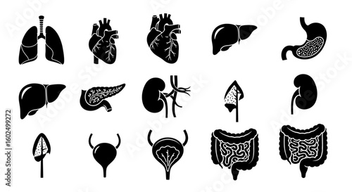 Vector illustration featuring a collection of human internal organs, including lungs, heart, liver, stomach, pancreas, kidneys, bladder, adrenal glands, and intestines.