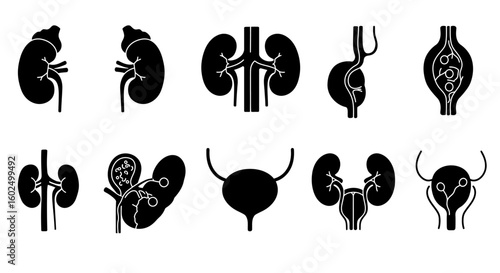 Silhouette illustrations of human kidneys and urinary system organs.