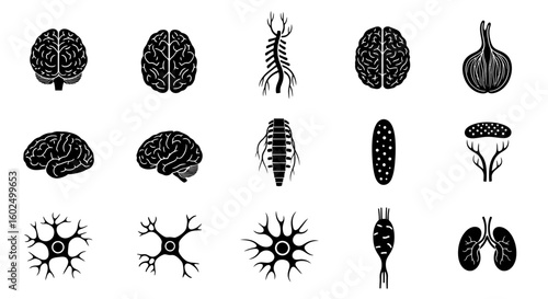 A collection of black and white illustrations depicting human brain and nervous system components.