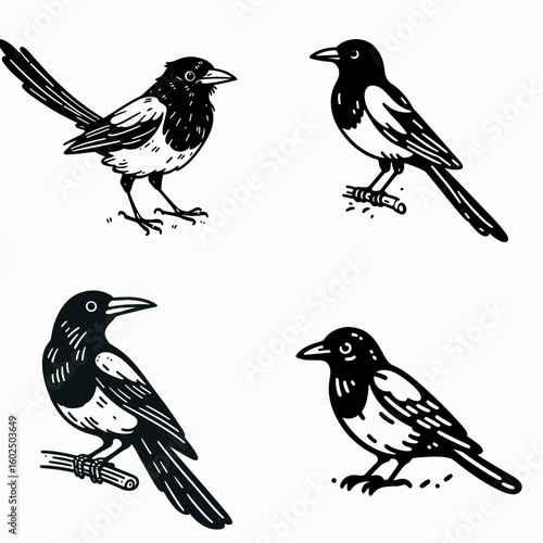 A Black billed magpie. Funny Happy Retro Cartoon Clipart Silhouette Line Art Vector Illustration. Corvid type bird with dark and light plumage common in western areas.