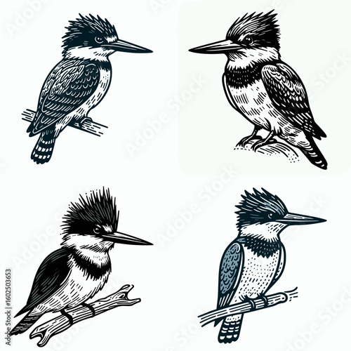 A Belted kingfisher. Funny Happy Retro Cartoon Clipart Silhouette Line Art Vector Illustration. Certain avian with band information about fisher bird identification.