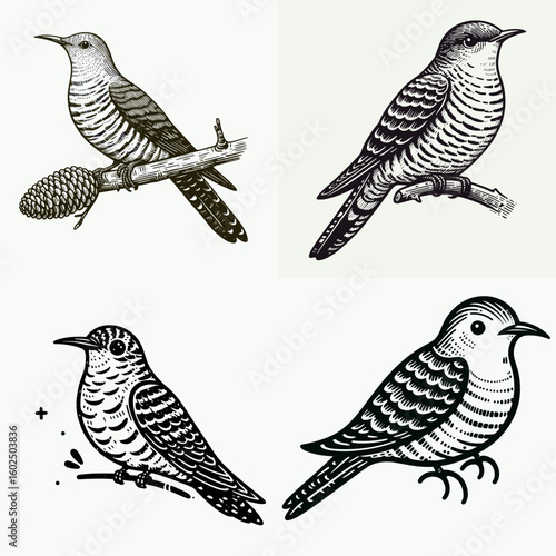 A Common cuckoo. Funny Happy Retro Cartoon Clipart Silhouette Line Art Vector Illustration. Bird usual parasitic type of avian wildlife brood deposition habit.