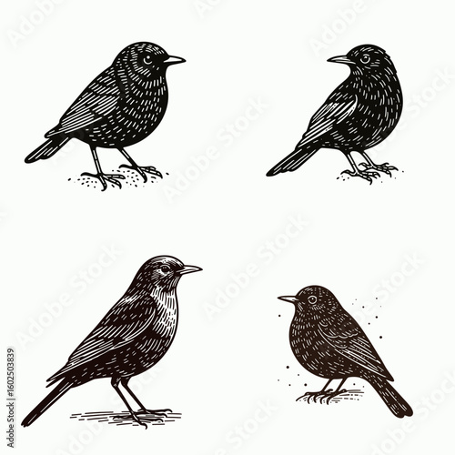 A Common blackbird. Funny Happy Retro Cartoon Clipart Silhouette Line Art Vector Illustration. Familiar eurasian thrush visual guide to identifying this garden bird.