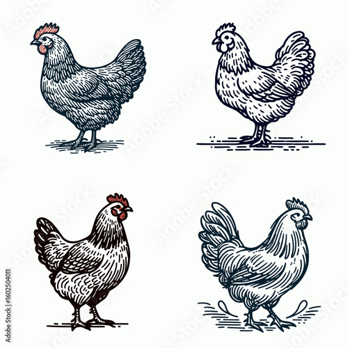A Domestic chicken. Funny Happy Retro Cartoon Clipart Silhouette Line Art Vector Illustration. farmyard fowl caring feeding and raising one at your home backyard.