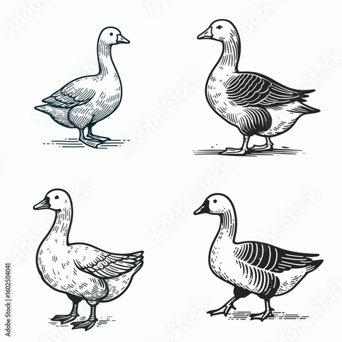 A Domestic goose. Funny Happy Retro Cartoon Clipart Silhouette Line Art Vector Illustration. Tame waterfowl keeping farm bird caring for common goose breed.