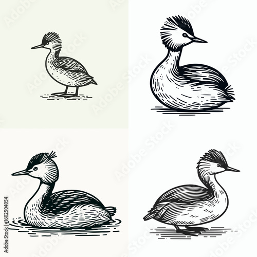 A Eared grebe. Funny Happy Retro Cartoon Clipart Silhouette Line Art Vector Illustration. Waterbird type study common bird learn about diving waterfowl variety.