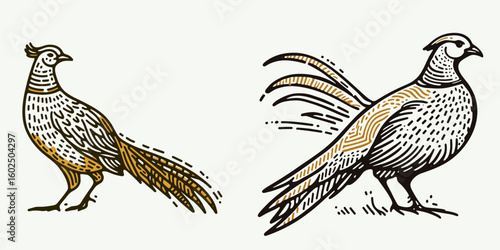 A Golden pheasant. Funny Happy Retro Cartoon Clipart Silhouette Line Art Vector Illustration. One bright flamboyant fowl gorgeous bird from chinas mountain region.