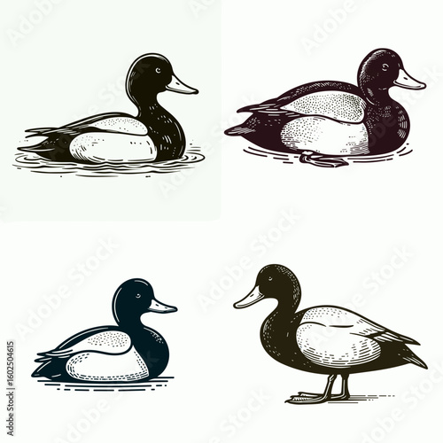 A Lesser scaup. Funny Happy Retro Cartoon Clipart Silhouette Line Art Vector Illustration. Small waterfowl diving duck look at habitat description behavior and trait.