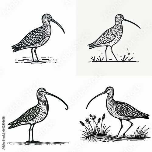 A Long billed curlew. Funny Happy Retro Cartoon Clipart Silhouette Line Art Vector Illustration. Big beak shorebird details habitat nature and information on this wader.