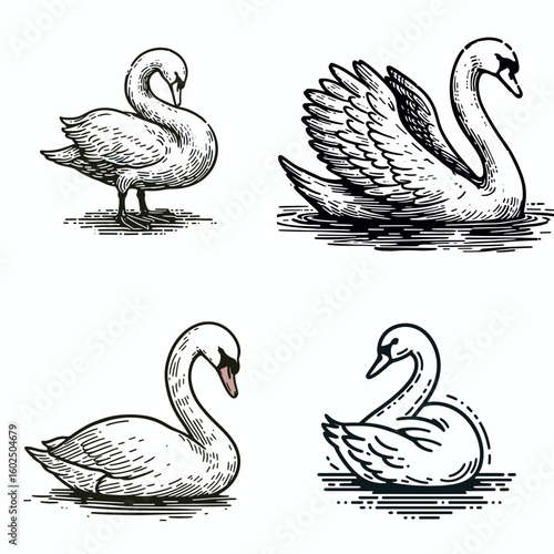 A Mute swan. Funny Happy Retro Cartoon Clipart Silhouette Line Art Vector Illustration. silent waterbird feathered wildlife large waterfowl close to duck goose.
