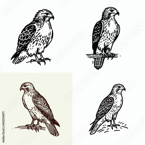 A Red tailed hawk. Funny Happy Retro Cartoon Clipart Silhouette Line Art Vector Illustration. falcon having auburn tail avian predator and raptor of north america.