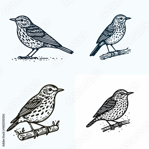 A Song thrush. Funny Happy Retro Cartoon Clipart Silhouette Line Art Vector Illustration. Discover melodic avian european singing bird and nature theme.