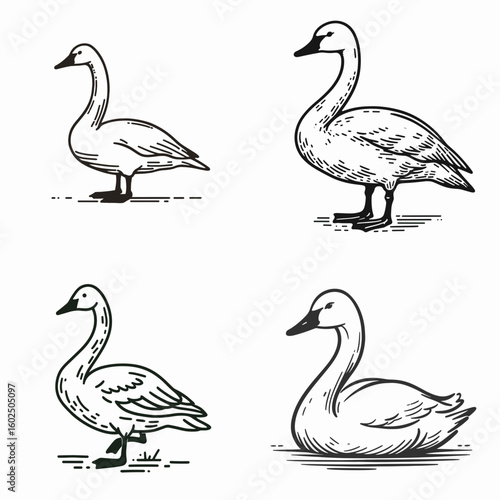 A Whooper swan. Funny Happy Retro Cartoon Clipart Silhouette Line Art Vector Illustration. huge waterfowl exploring habitat behavior and protection of this bird.