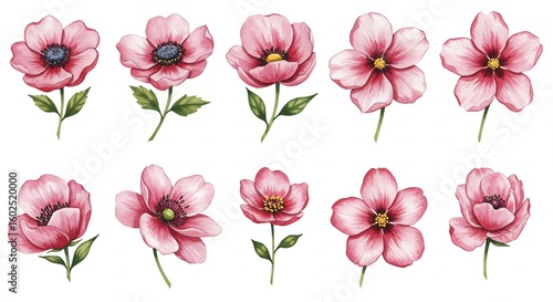Delicate Blush: A Collection of Watercolor Anemones