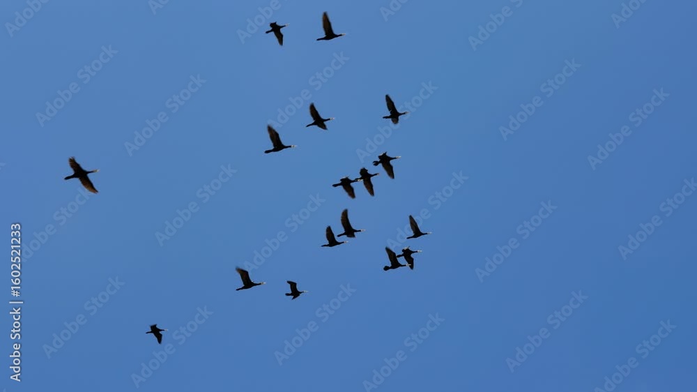 A flock of birds silhouetted against a bright blue sky with fluffy white clouds, flying in various directions. A flock of birds silhouetted against a bright blue sky with fluffy white clouds, flying in various directions.
