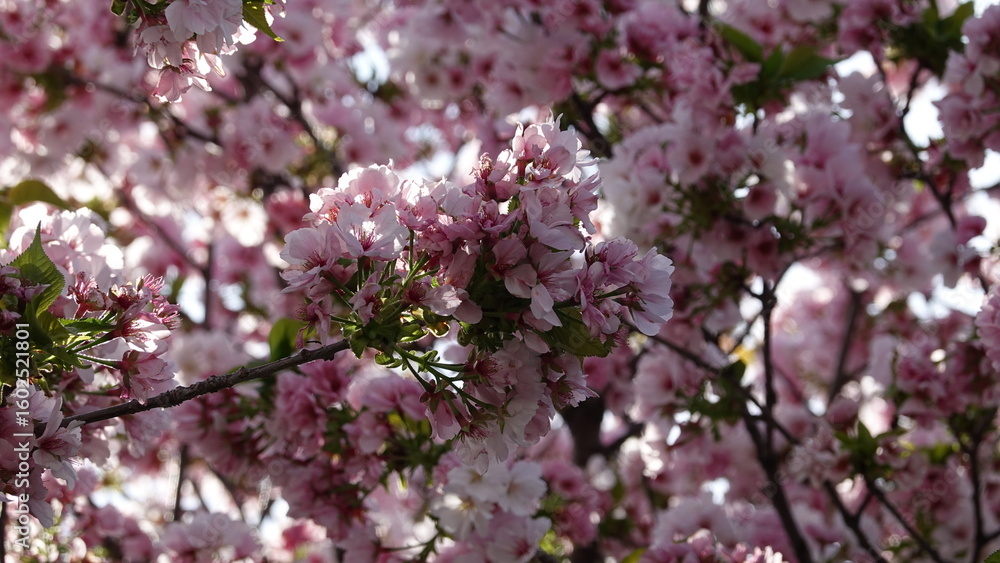Naklejka premium 春の花