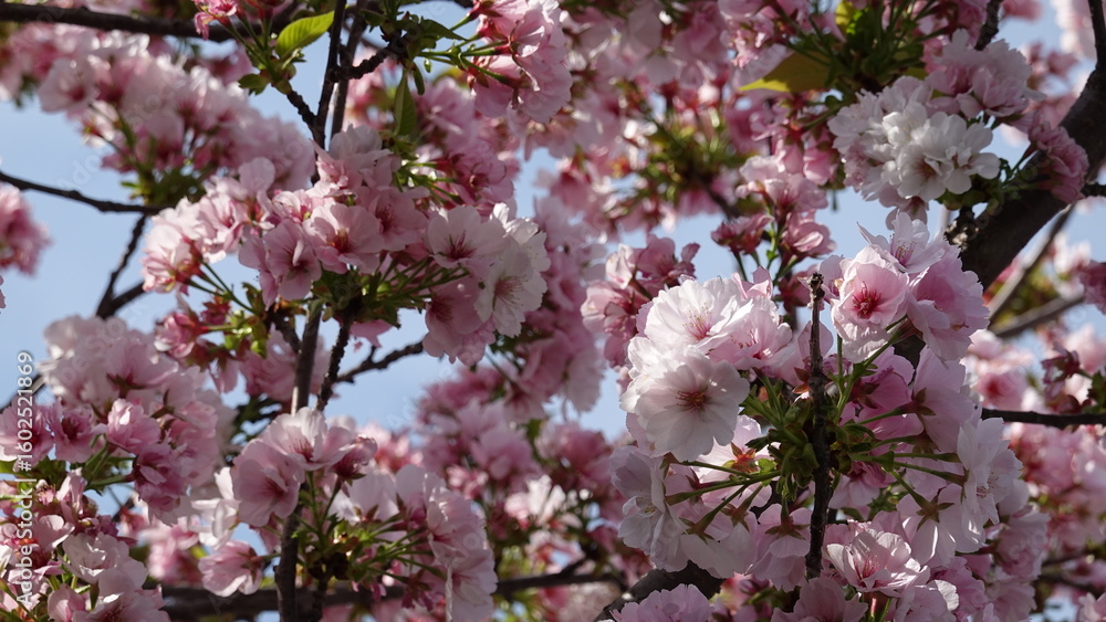 Fototapeta premium 春の花