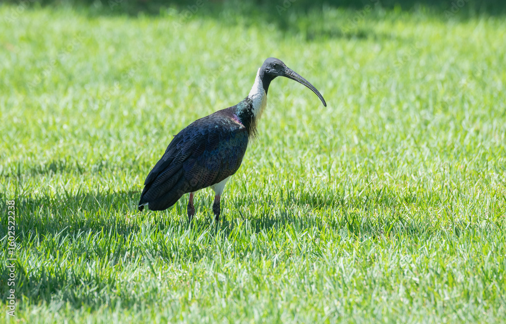 Fototapeta premium Straw-Necked Ibis searching for food in a park in Rockingham, Western Australia, Australia