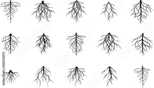 Tree Root Silhouette Vector Set – Roots, Tree, Nature, Growth, Underground, Forest, Element, Plant, Organic, Root System, Ecology, Soil, Black, Silhouette, Design