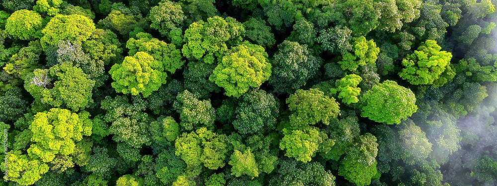 Naklejka premium Aerial View of Lush Green Forest with Dense Tree Canopy Exemplifying Nature's Beauty and the Concept of Carbon Neutrality for a Sustainable Environment