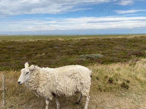 Sheep in the dunes on the North Sea coast