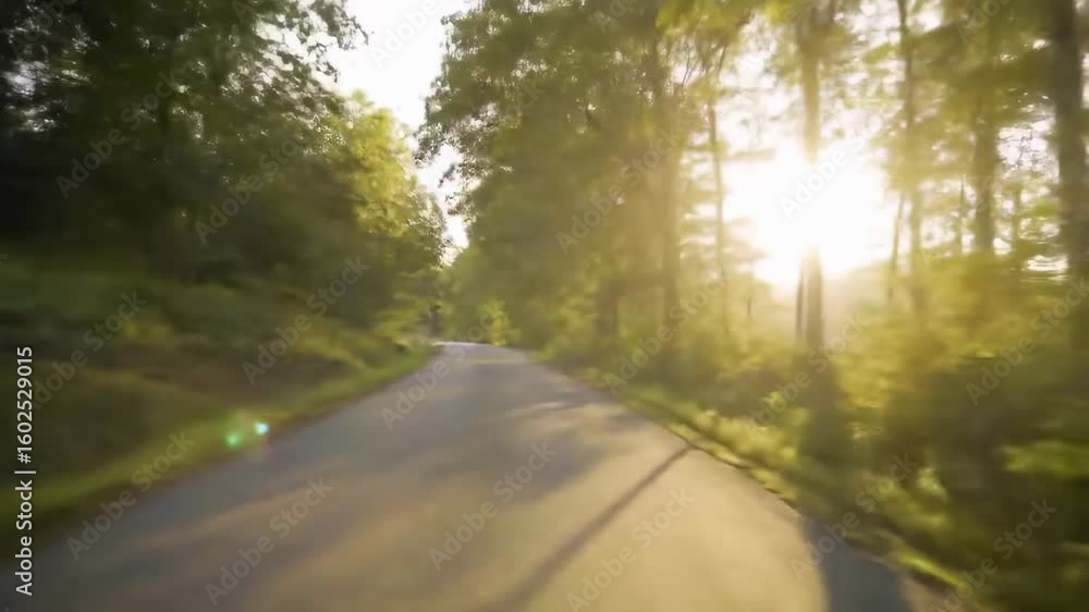 Sunlit Forest Road Sunlit Forest Road
