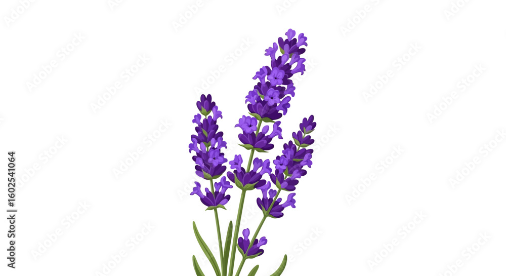 Obraz premium Detailed Illustration of Lavender Stalks with Delicate Purple Blooms on White Backdrop Aesthetic Botanical Design Portraying the Beauty of Nature