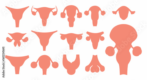 Diverse Anatomical Representations of the Uterus, Varying Shapes and Sizes for Medical Education and Awareness Graphics