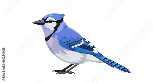Elegant blue jay illustration showcasing detailed feather patterns against a pure white backdrop revealing nature's exquisite beauty